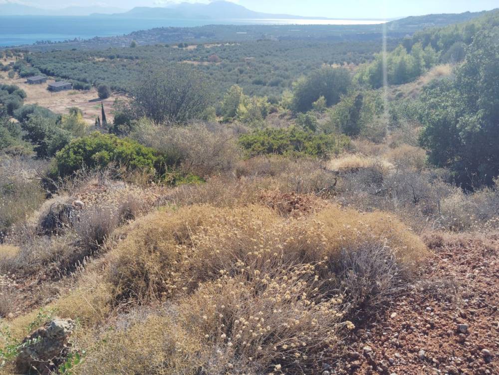 Αγροτεμάχια 8.800 τ.μ. πρός πώληση, Κορινθία, Ξυλόκαστρο