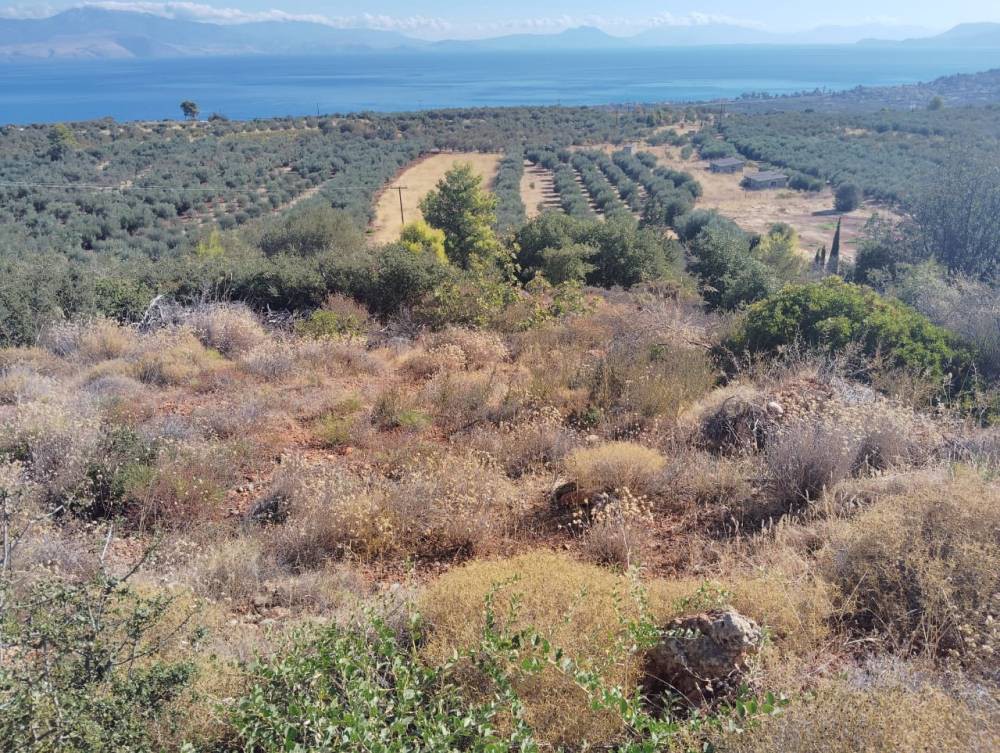 Αγροτεμάχια 8.800 τ.μ. πρός πώληση, Κορινθία, Ξυλόκαστρο