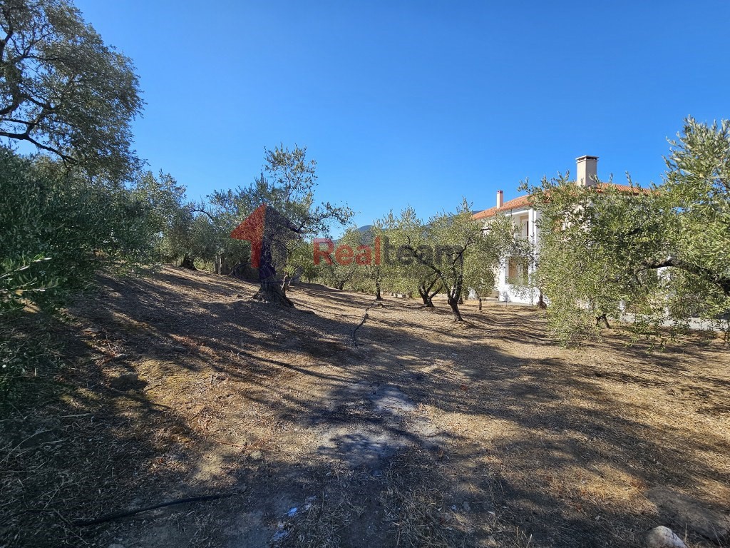 Αγροτεμάχια 10.000 τ.μ. προς πώληση, Πηγάδι Πτελεού