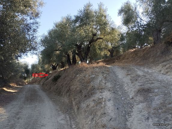 Αγροτεμάχια 6.000 τ.μ. για πώληση, Μεσσηνία, Νέστορας
