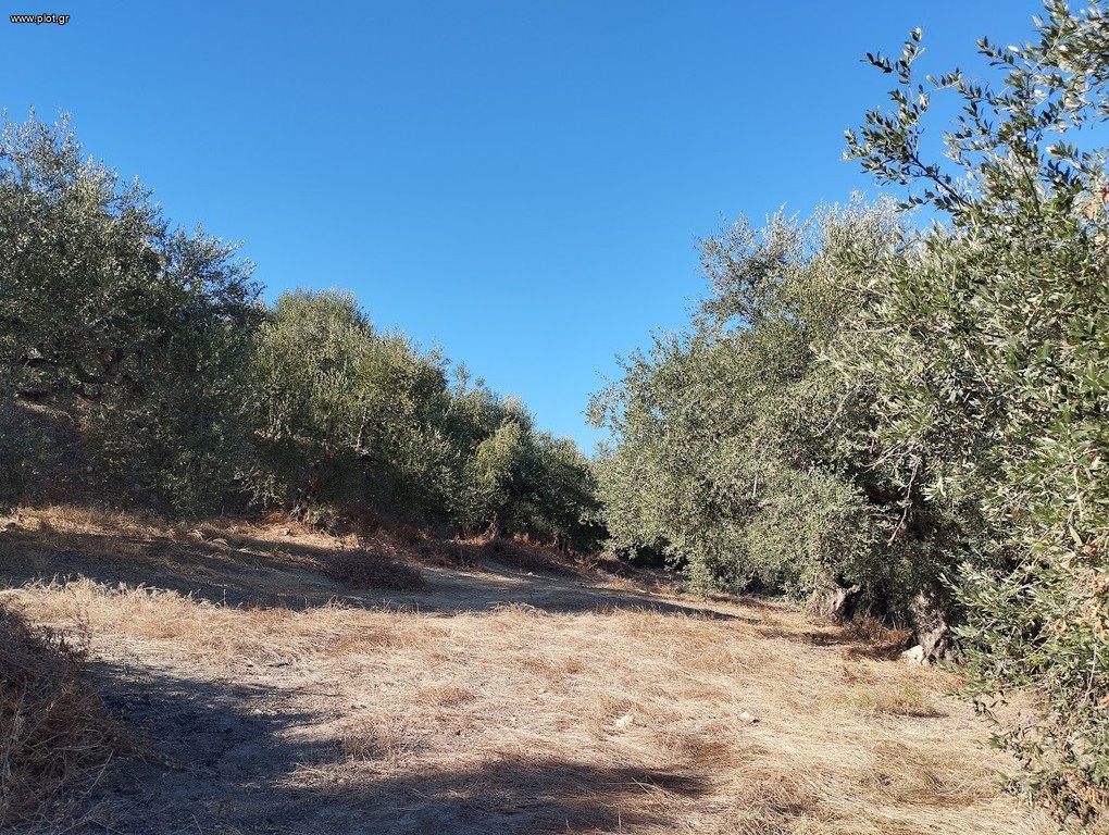 Αγροτεμάχια 6.000 τ.μ. προς πώληση, Αμπελόφυτο