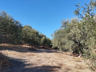 Αγροτεμάχια 6.000 τ.μ. για πώληση, Μεσσηνία, Νέστορας-thumb-1