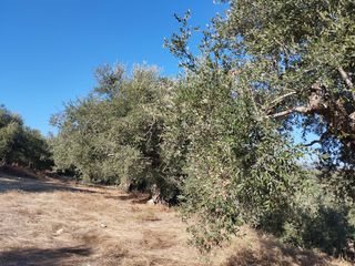 Αγροτεμάχια 6.000 τ.μ. για πώληση, Μεσσηνία, Νέστορας-thumb-2