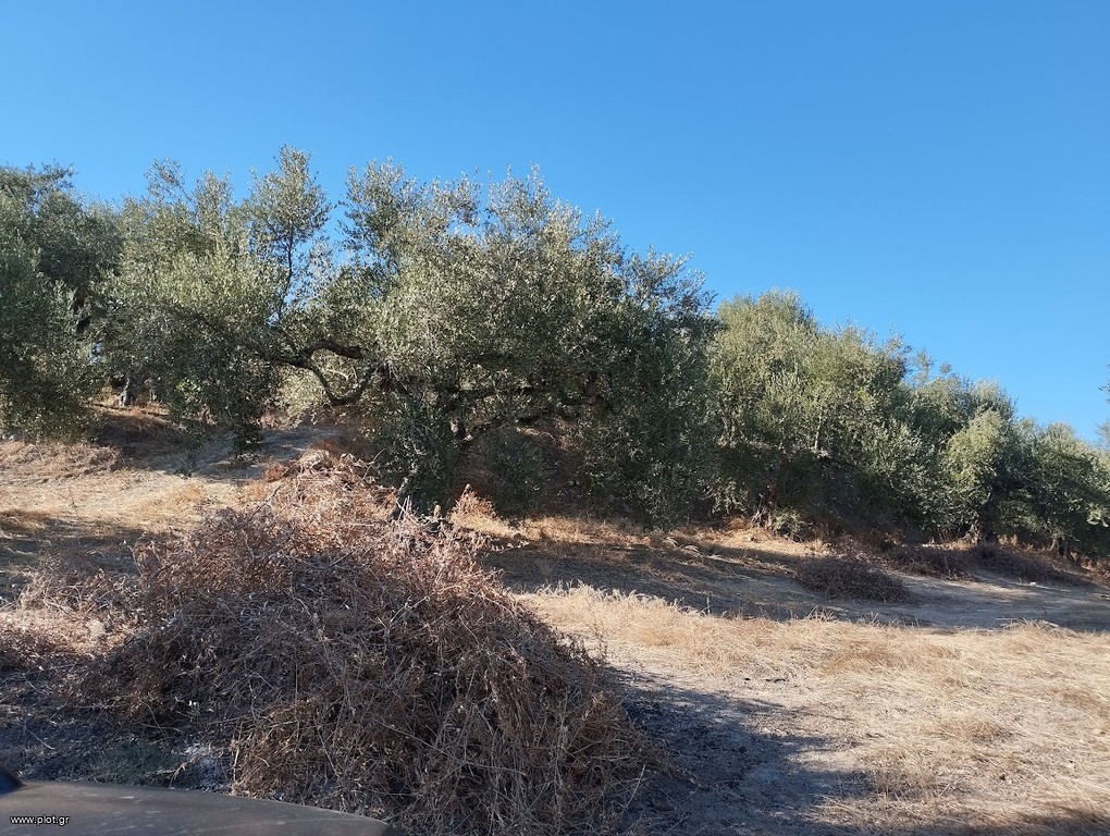 Αγροτεμάχια 6.000 τ.μ. προς πώληση, Αμπελόφυτο