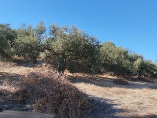 Αγροτεμάχια 6.000 τ.μ. για πώληση, Μεσσηνία, Νέστορας-thumb-3
