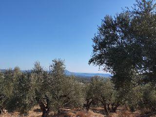 Αγροτεμάχια 6.000 τ.μ. για πώληση, Μεσσηνία, Νέστορας-thumb-4