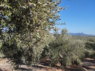 Αγροτεμάχια 6.000 τ.μ. για πώληση, Μεσσηνία, Νέστορας-thumb-5