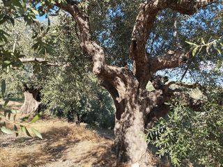 Αγροτεμάχια 6.000 τ.μ. για πώληση, Μεσσηνία, Νέστορας-thumb-7