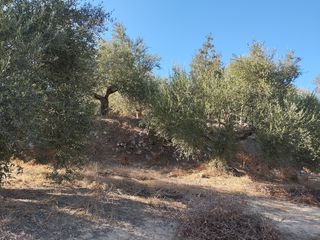 Αγροτεμάχια 6.000 τ.μ. για πώληση, Μεσσηνία, Νέστορας-thumb-8