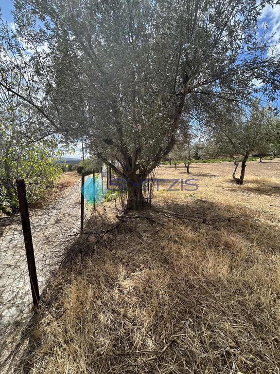 Land plot 2.500 sqm for sale, Vounoi
