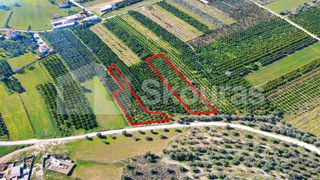 Αγροτεμάχια 3.000 τ.μ. για πώληση, Αργολίδα, Μυκήνες-thumb-5