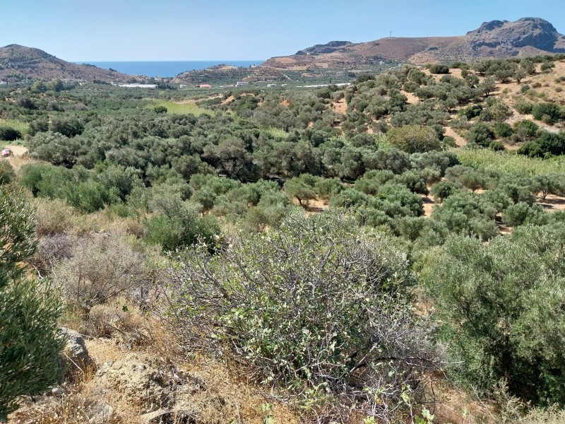 Αγροτεμάχια 8.720 τ.μ. πρός πώληση, Ν. Ρεθύμνου, Φοινίκας