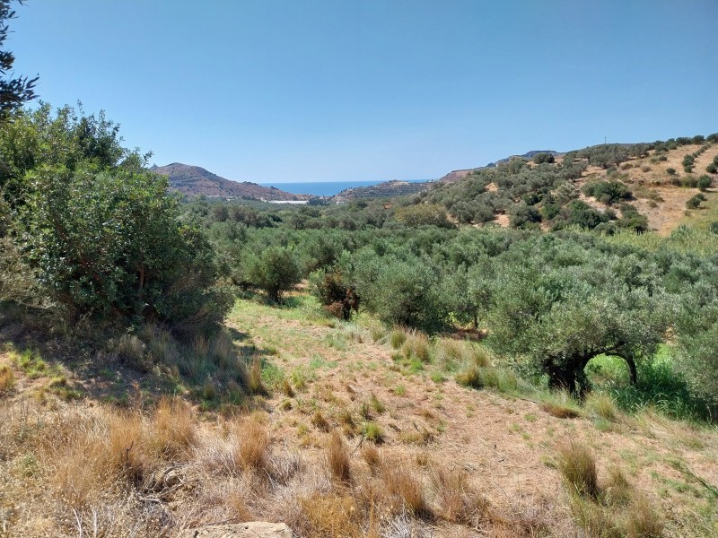 Αγροτεμάχια 8.720 τ.μ. πρός πώληση, Ν. Ρεθύμνου, Φοινίκας