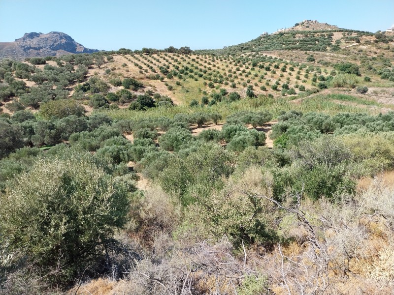 Αγροτεμάχια 8.720 τ.μ. πρός πώληση, Ν. Ρεθύμνου, Φοινίκας