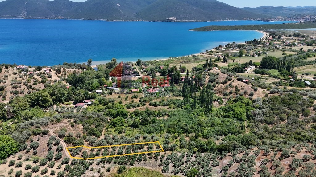 Αγροτεμάχια 1.200 τ.μ. προς πώληση, Άγιοι Απόστολοι Πτελεού