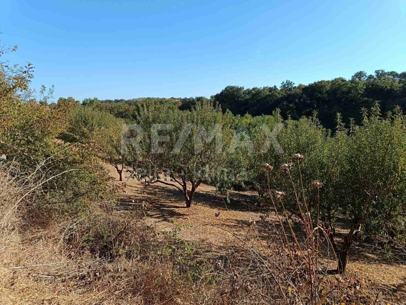 Αγροτεμάχια 5.750 τ.μ. προς πώληση, Μακρύγιαλος Μεθώνης