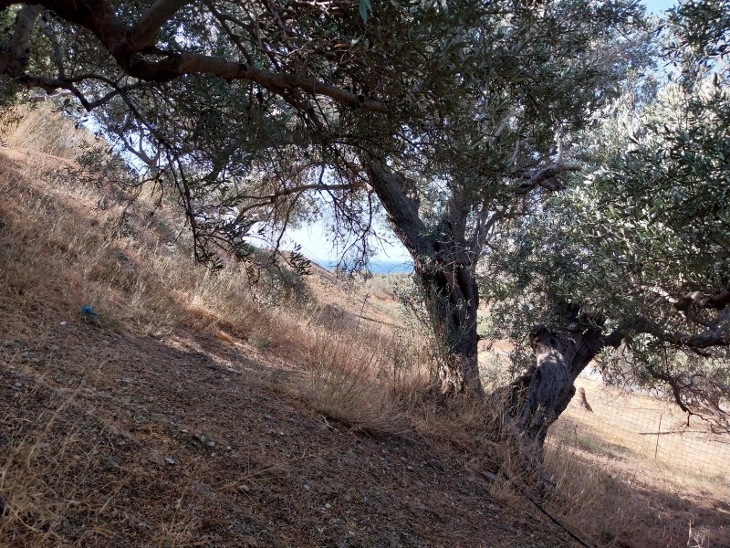 Οικόπεδο 1.931 τ.μ. πρός πώληση, Ν. Ρεθύμνου, Φοινίκας