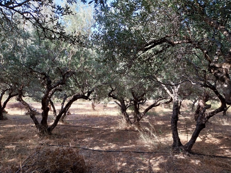 Οικόπεδο 1.931 τ.μ. πρός πώληση, Ν. Ρεθύμνου, Φοινίκας