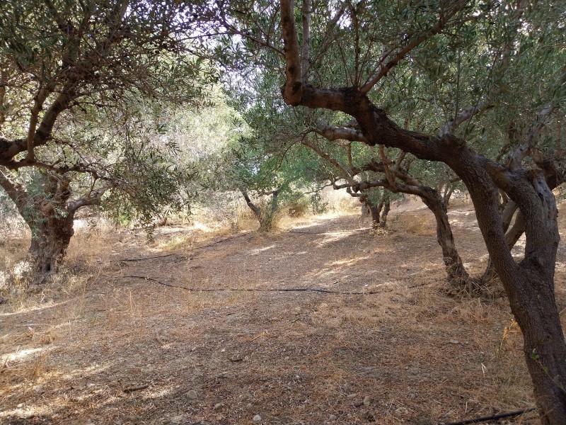 Οικόπεδο 1.931 τ.μ. πρός πώληση, Ν. Ρεθύμνου, Φοινίκας