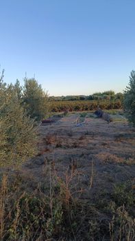 Αγροτεμάχια 13.000 τ.μ. για πώληση