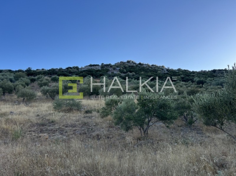 Αγροτεμάχια 5.700 τ.μ. πρός πώληση, Μαγνησία, Αισωνία