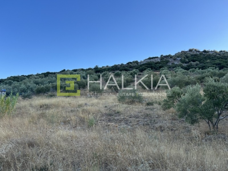 Αγροτεμάχια 5.700 τ.μ. πρός πώληση, Μαγνησία, Αισωνία