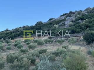 Αγροτεμάχια 5.700 τ.μ. για πώληση