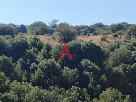 Αγροτεμάχια 7.725τ.μ. για πώληση-Πασσαρώνα » Ζωοδόχος