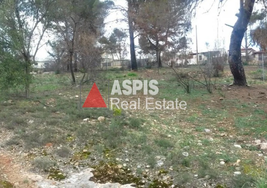 Αγροτεμάχια 2.300 τ.μ. προς πώληση, Ραφήνα