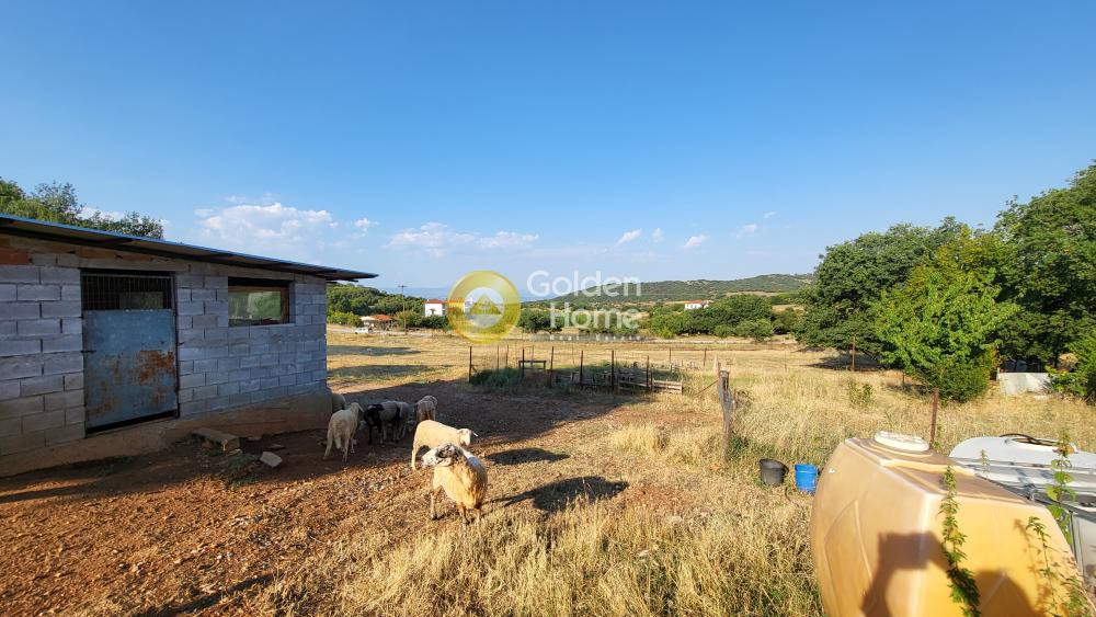 Αγροτεμάχια 7.000 τ.μ. προς πώληση, Ασβεστοχώρι Χορτιάτη