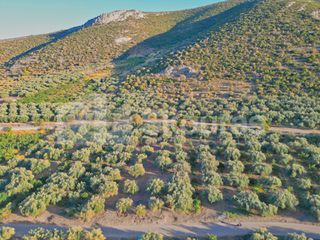 Αγροτεμάχια 2.048 τ.μ. για πώληση, Αργολίδα, Λέρνα-thumb-21