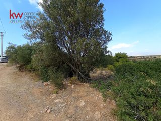Αγροτεμάχια 4.500 τ.μ. προς ενοικίαση, Αττική - Υπόλοιπο, Μαρκόπουλο-thumb-6