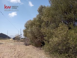 Αγροτεμάχια 4.500 τ.μ. προς ενοικίαση, Αττική - Υπόλοιπο, Μαρκόπουλο-thumb-2