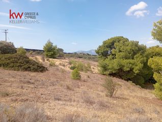 Αγροτεμάχια 4.500 τ.μ. για ενοικίαση