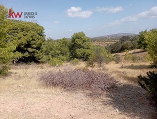 Αγροτεμάχια 4.500 τ.μ. προς ενοικίαση, Αττική - Υπόλοιπο, Μαρκόπουλο-thumb-8