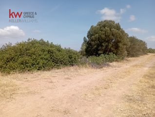 Αγροτεμάχια 4.500 τ.μ. προς ενοικίαση, Αττική - Υπόλοιπο, Μαρκόπουλο-thumb-5