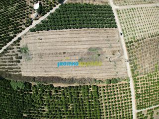 Αγροτεμάχια 8.634,38 τ.μ. προς πώληση, Κουρτάκι Άργους-thumb-6