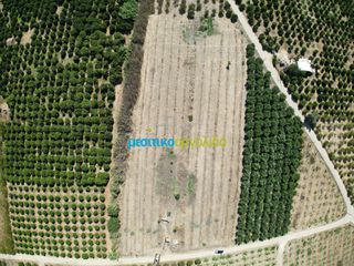 Αγροτεμάχια 8.634,38 τ.μ. προς πώληση, Κουρτάκι Άργους-thumb-3
