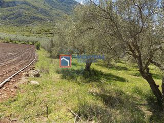 Αγροτεμάχια 5.423 τ.μ. για πώληση