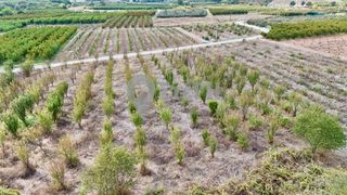 Αγροτεμάχια 7.225 τ.μ. προς πώληση, Μαρίνα Ανθεμιάς-thumb-7