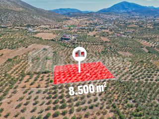 Αγροτεμάχια 8.500 τ.μ. για πώληση