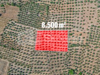 Αγροτεμάχια 8.500 τ.μ. προς πώληση, Ασκληπιείο-thumb-6