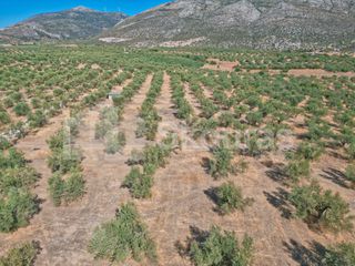 Αγροτεμάχια 8.500 τ.μ. προς πώληση, Ασκληπιείο-thumb-12