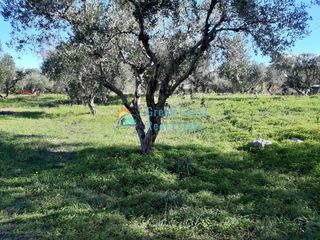 Οικόπεδο 1.900 τ.μ. για πώληση, Αχαΐα, Ρίο-thumb-4