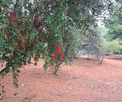 Οικόπεδο 620τ.μ. για πώληση-Αγία παρασκευή » Πευκάκια