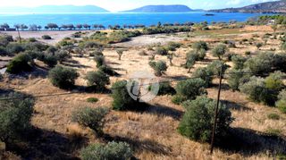 Οικόπεδο 8.503 τ.μ. για πώληση, Αργολίδα, Ερμιόνη-thumb-6
