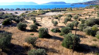Οικόπεδο 8.503 τ.μ. για πώληση, Αργολίδα, Ερμιόνη-thumb-7
