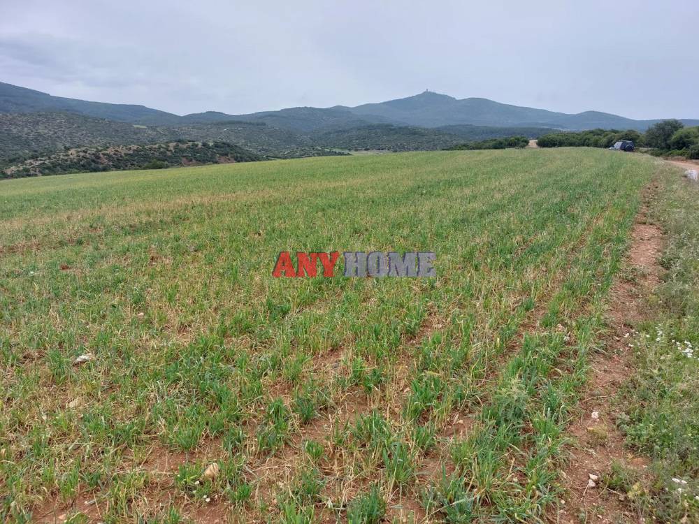 Αγροτεμάχια 6.687 τ.μ. προς πώληση, Κέντρο Βασιλικών
