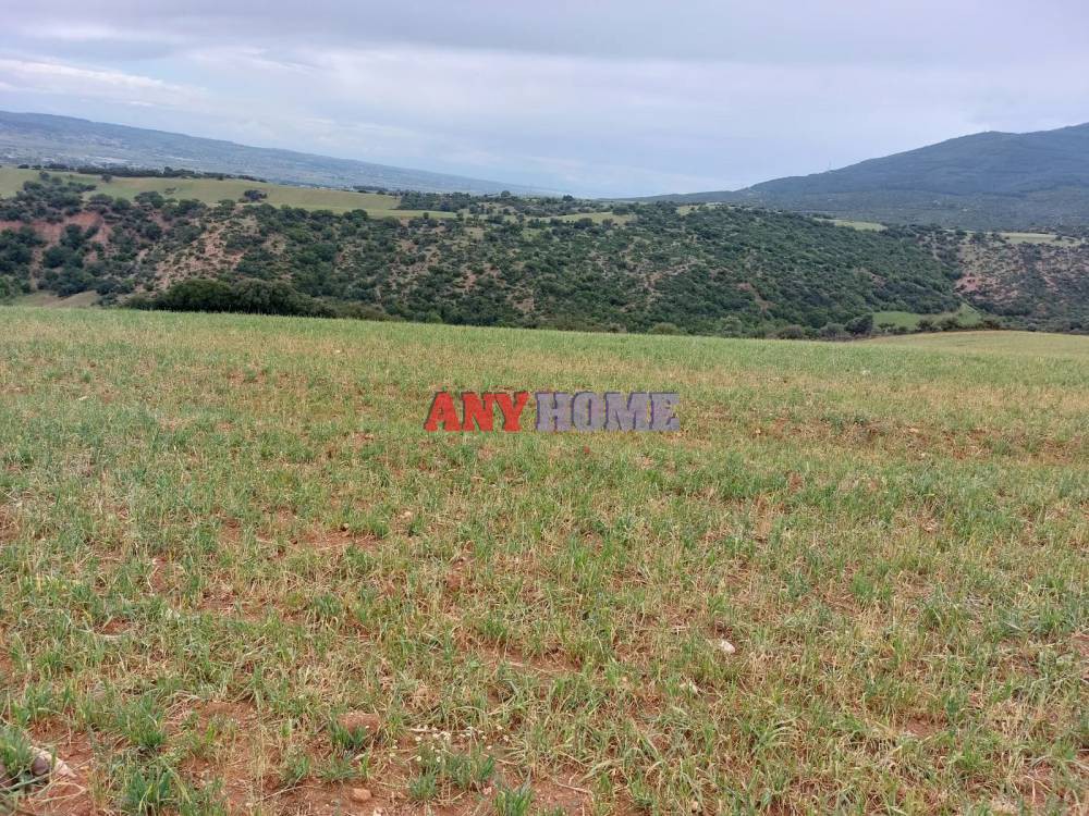 Αγροτεμάχια 6.687 τ.μ. προς πώληση, Κέντρο Βασιλικών