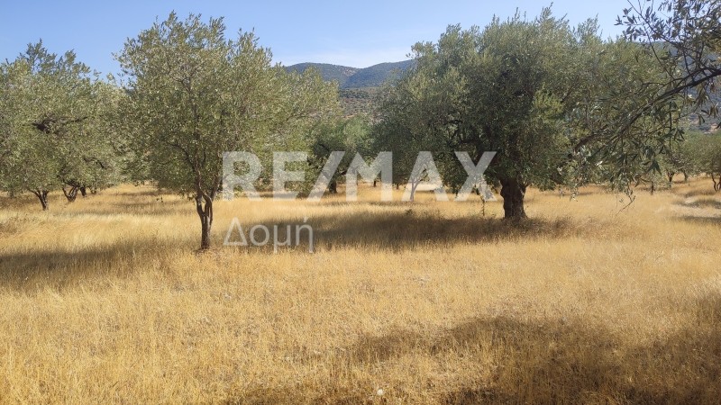 Αγροτεμάχια 13.011,59 τ.μ. πρός πώληση, Μαγνησία, Αισωνία